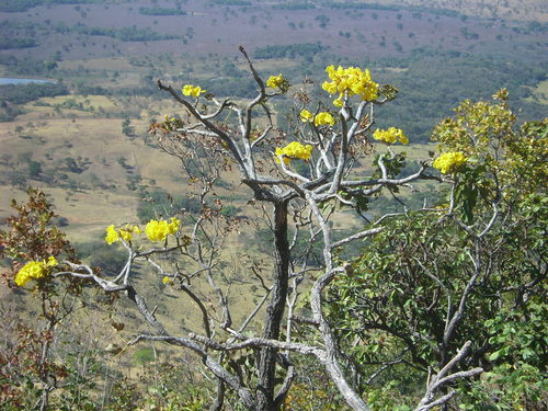 Ipê amarelo na Serra de Jaraguá